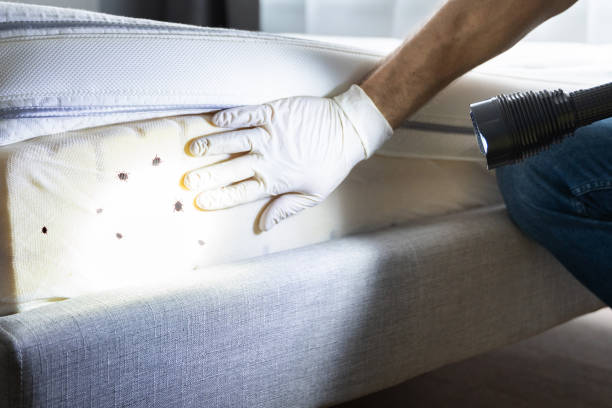 Best Pest Prevention Services  in Waipio, HI