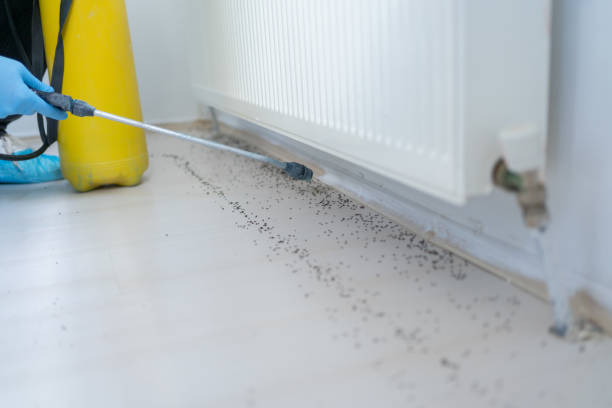 Best Termite Control Services  in Waipio, HI