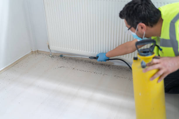 Best Flea Control Services  in Waipio, HI